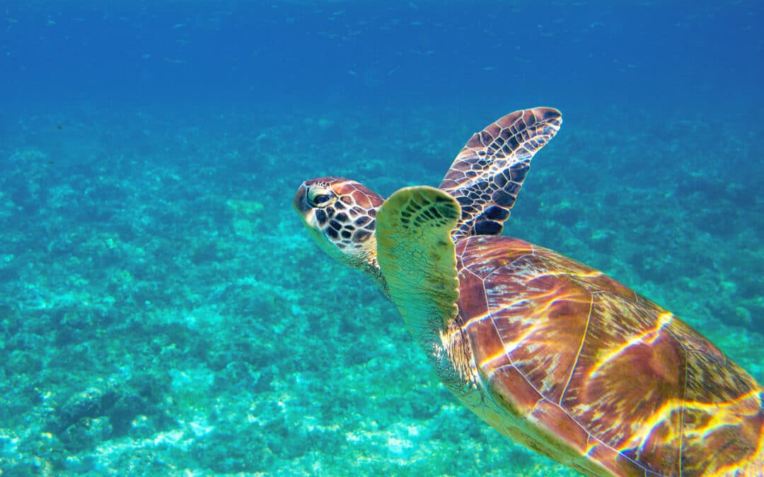 Sea Turtle Closeup In Blue Water. Aquatic Animal Underwater Phot